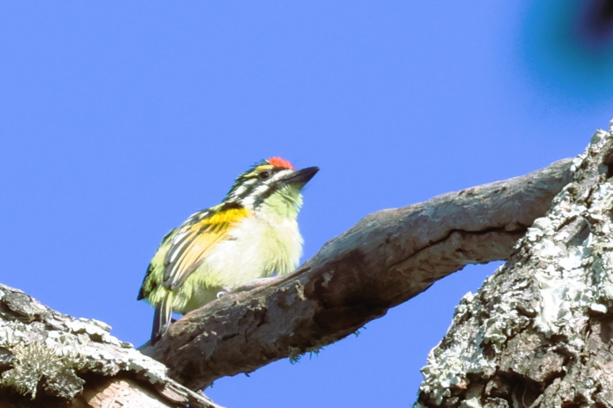 Red-fronted Tinkerbird - ML613888881