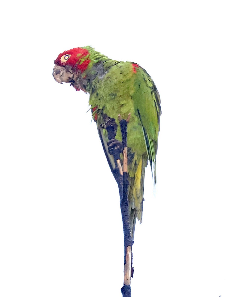 Red-masked Parakeet - ML613889060
