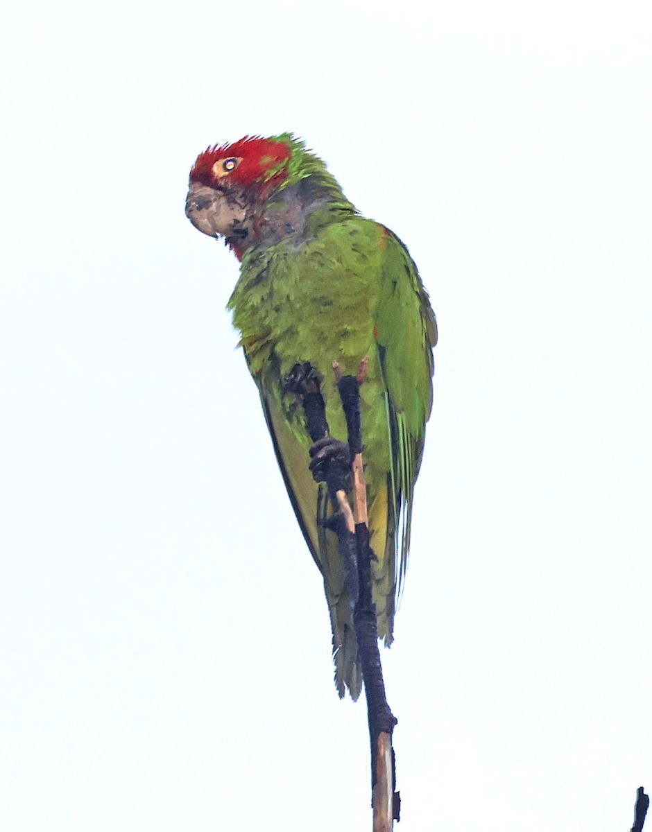 Red-masked Parakeet - Alan Schmierer