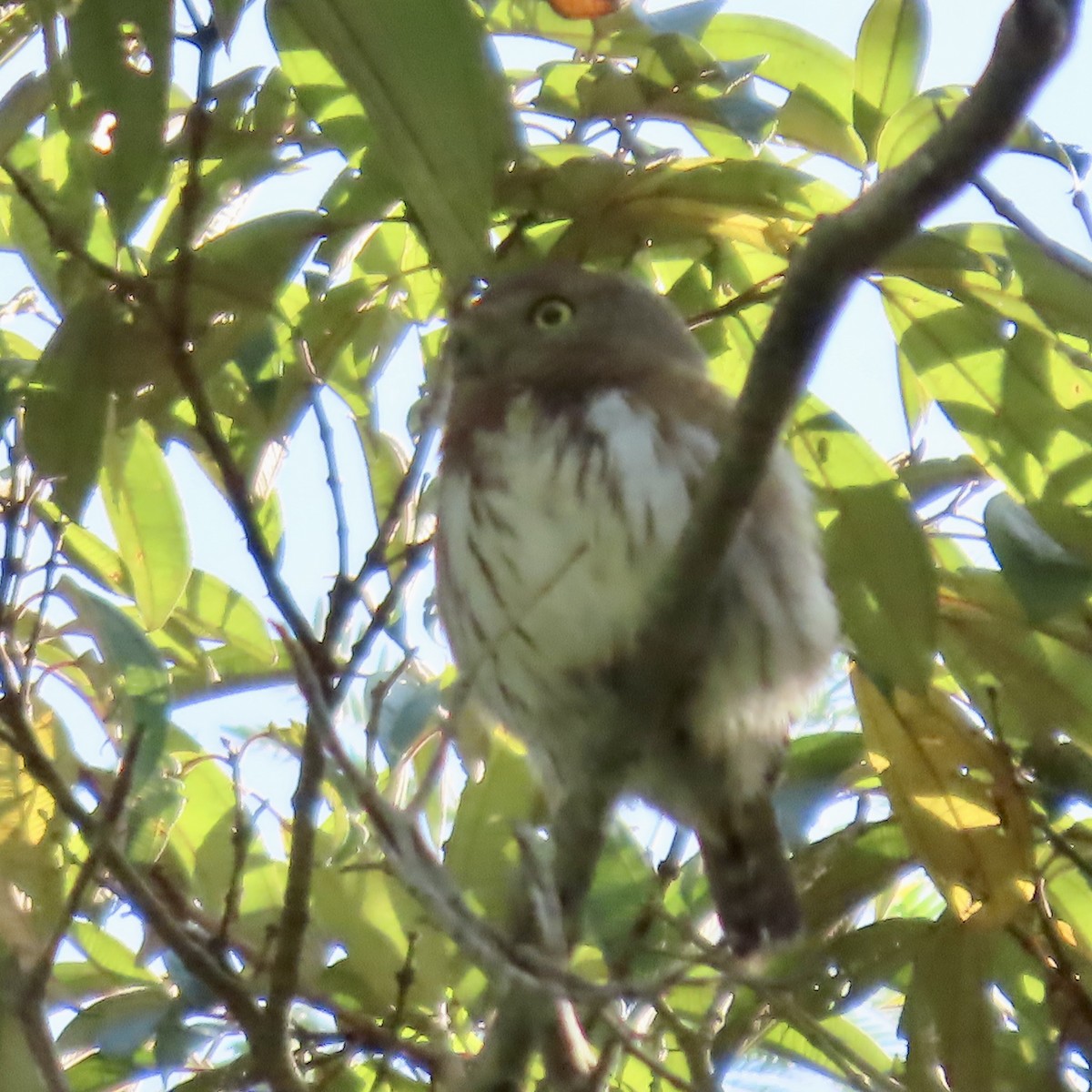 Colima Pygmy-Owl - Vicki Nebes