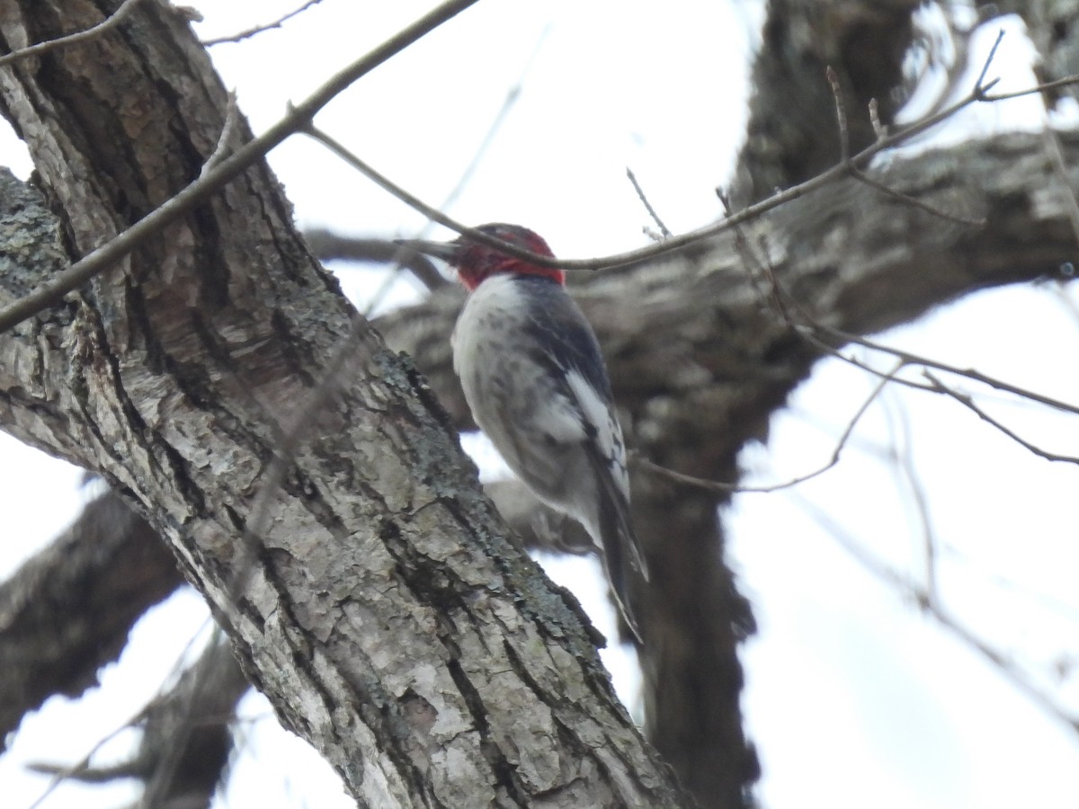 Red-headed Woodpecker - ML613889421