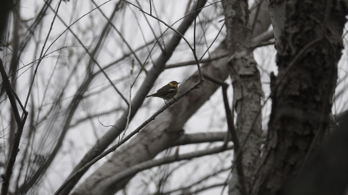 Cape May Warbler - ML613889611