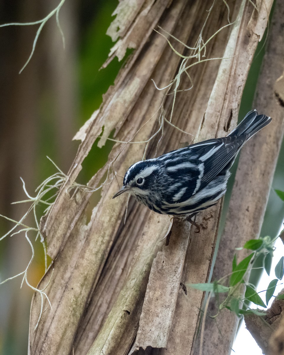Black-and-white Warbler - ML613889623