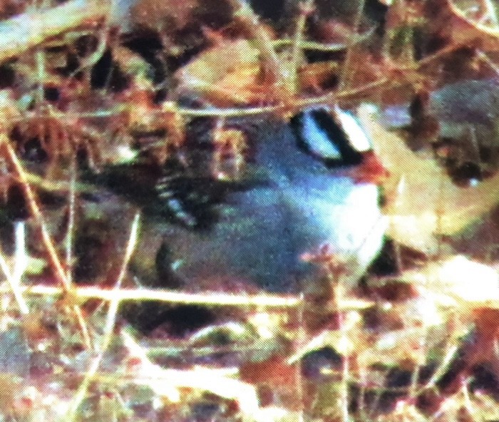 White-crowned Sparrow - B Woerner