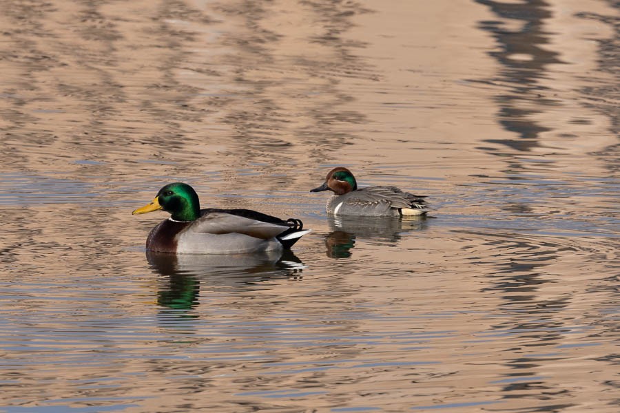 Green-winged Teal - ML613890359