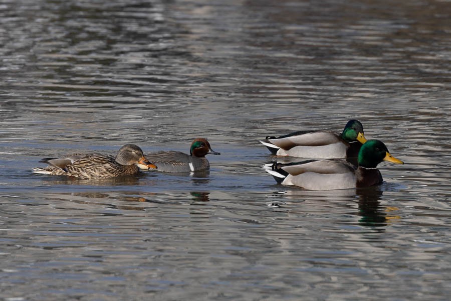 Green-winged Teal - ML613890360