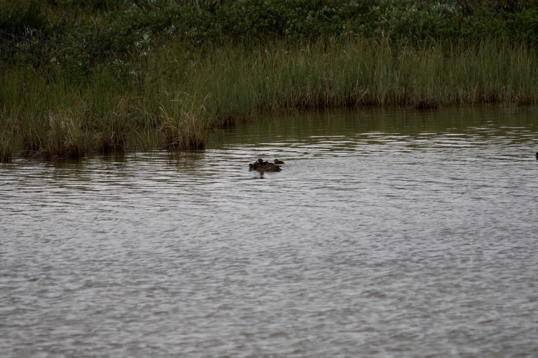Greater Scaup - ML613890394