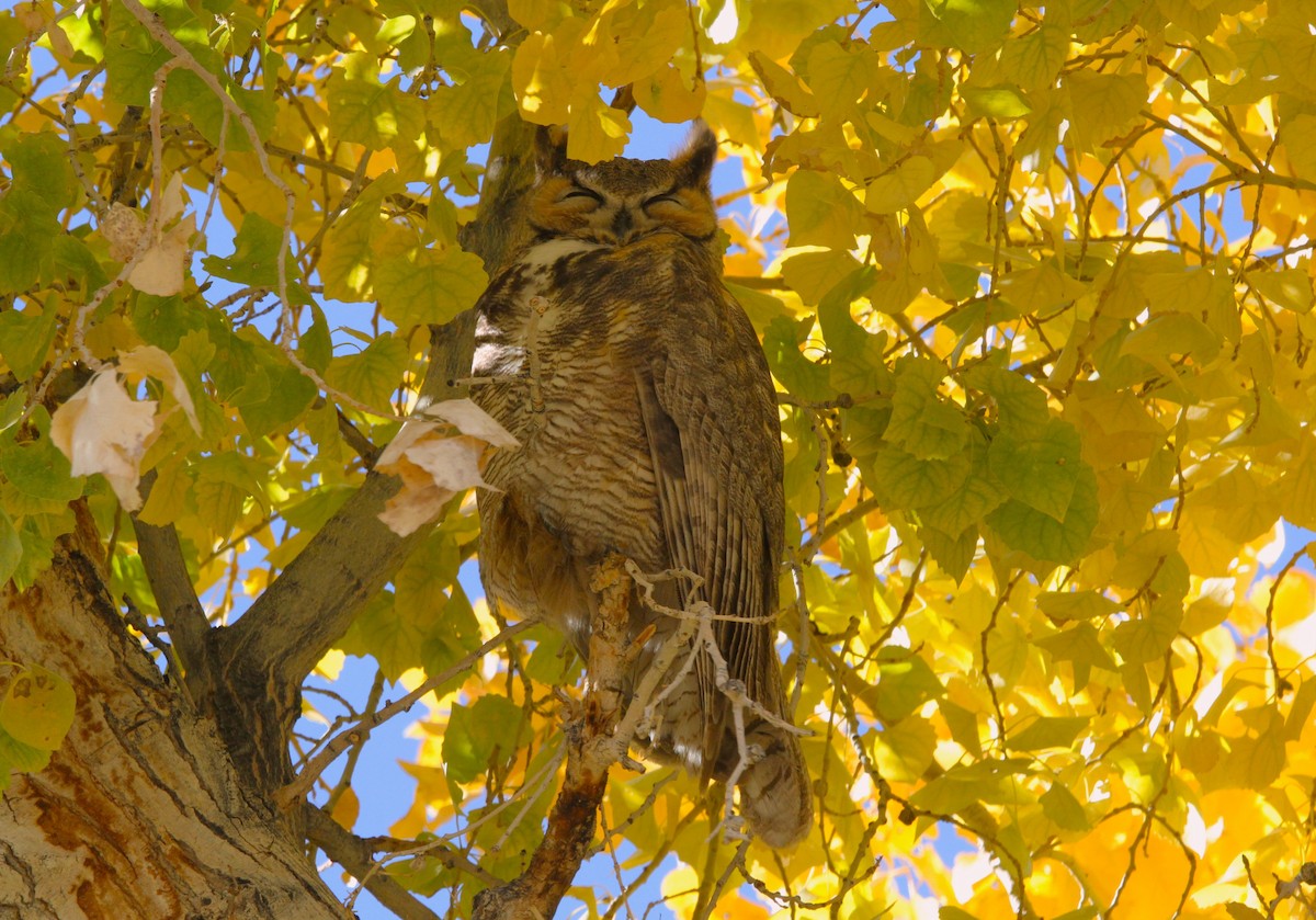 Great Horned Owl - ML613890442