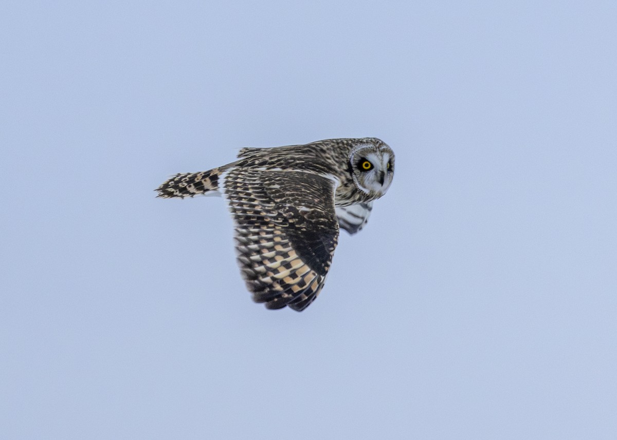 Short-eared Owl - ML613890834