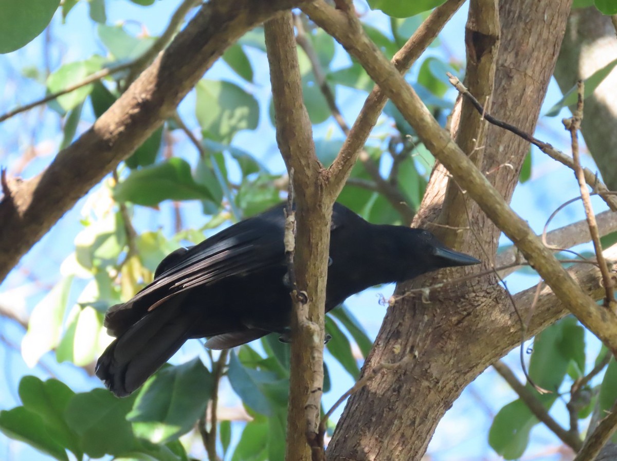 New Caledonian Crow - ML613890837