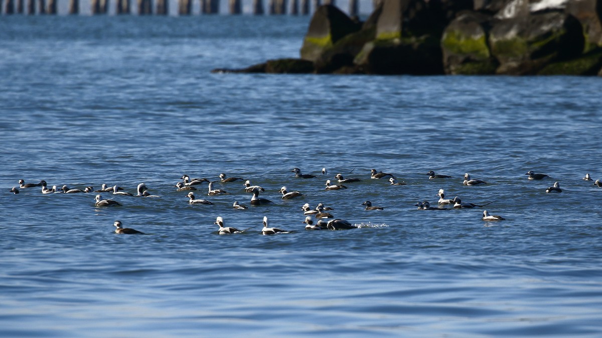 Long-tailed Duck - ML613890963