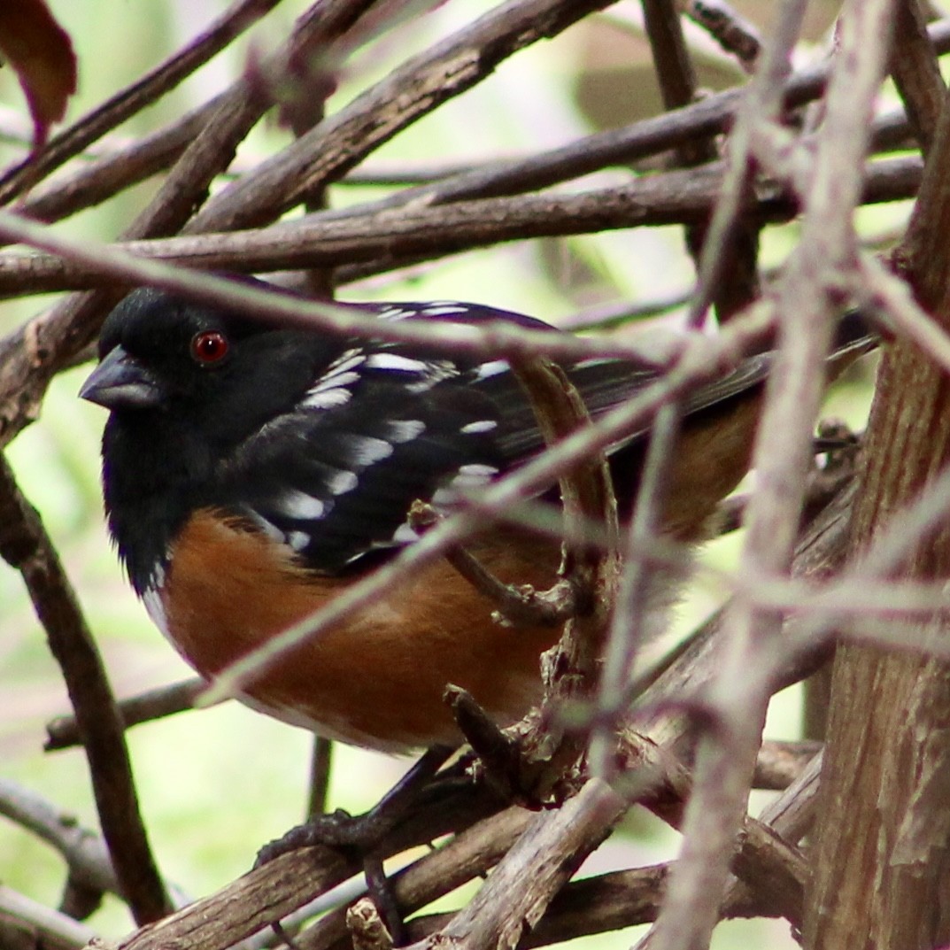 Spotted Towhee - ML613891023