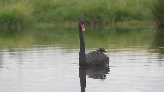 Black Swan - ML613891035