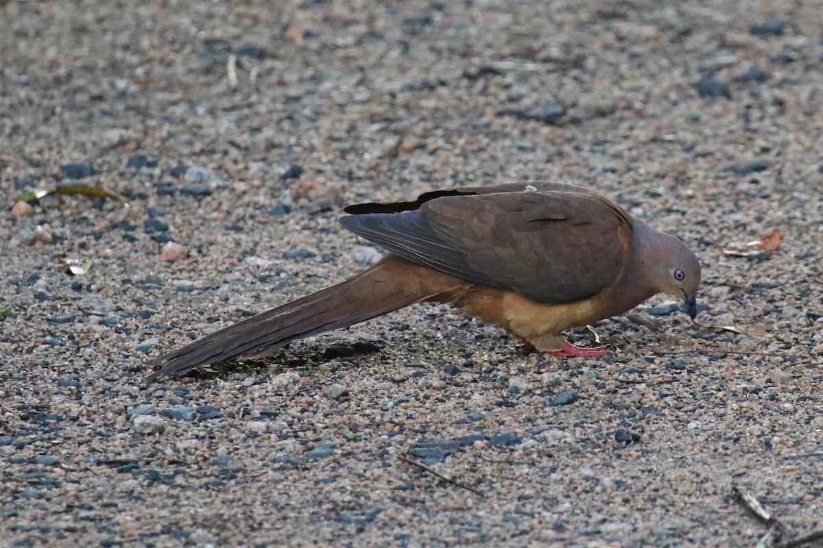 Brown Cuckoo-Dove - ML613891395