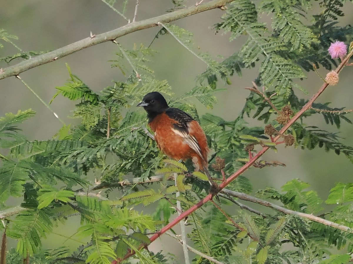 Orchard Oriole - ML613891491