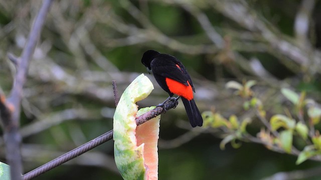 Scarlet-rumped Tanager - ML613891645