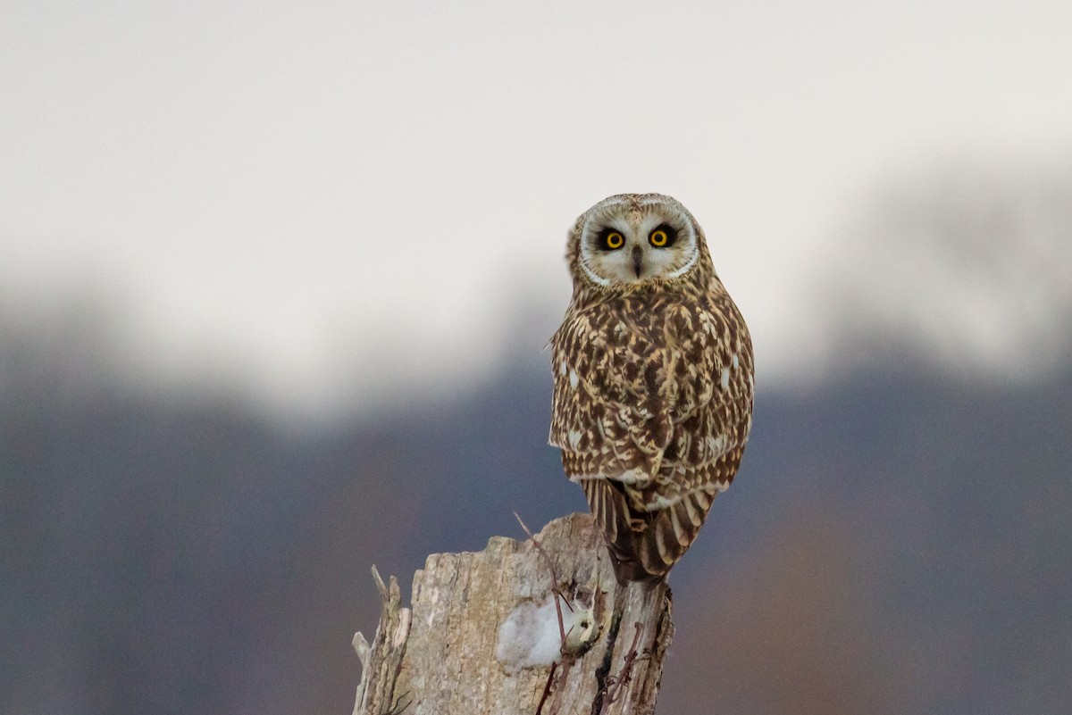 Short-eared Owl - ML613891678
