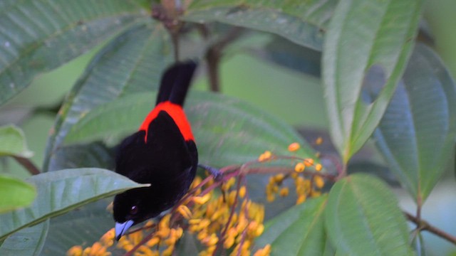 Scarlet-rumped Tanager - ML613891700