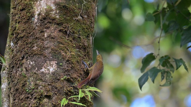Spotted Woodcreeper - ML613891730