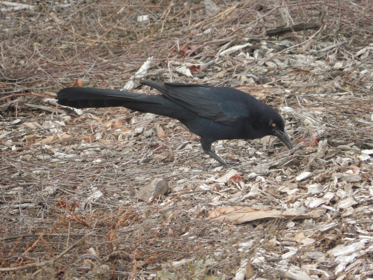 Great-tailed Grackle - ML613891823