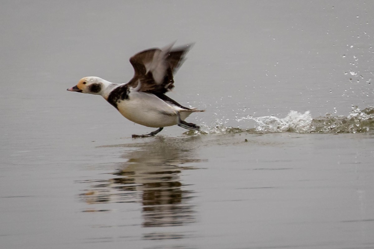 Long-tailed Duck - ML613892513