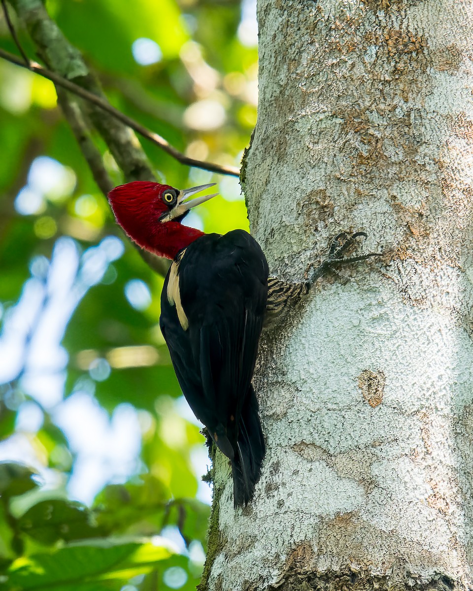 Robust Woodpecker - Marcelo  Telles