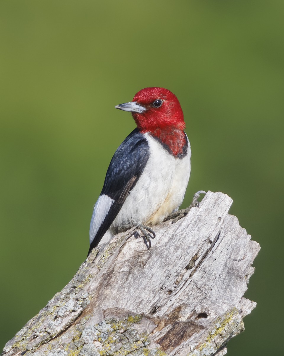 Red-headed Woodpecker - ML613892898