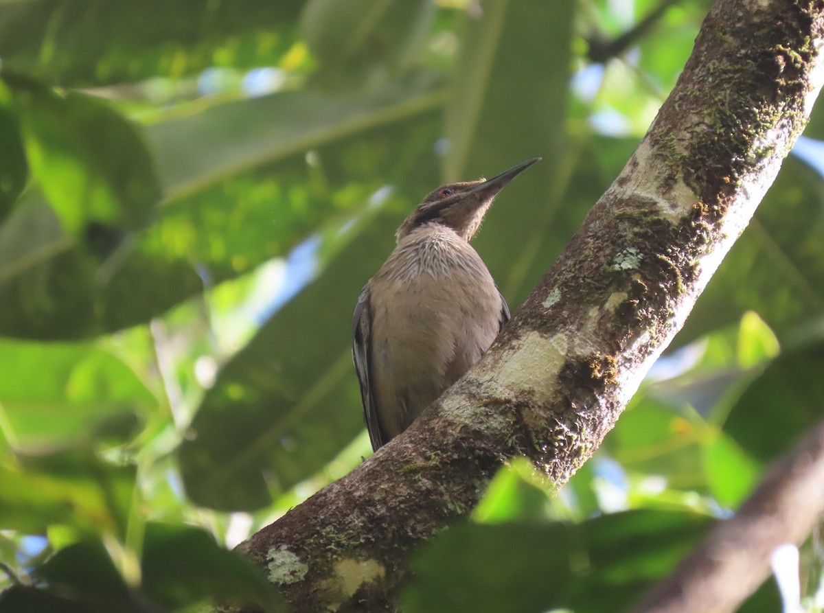 New Caledonian Friarbird - ML613892909