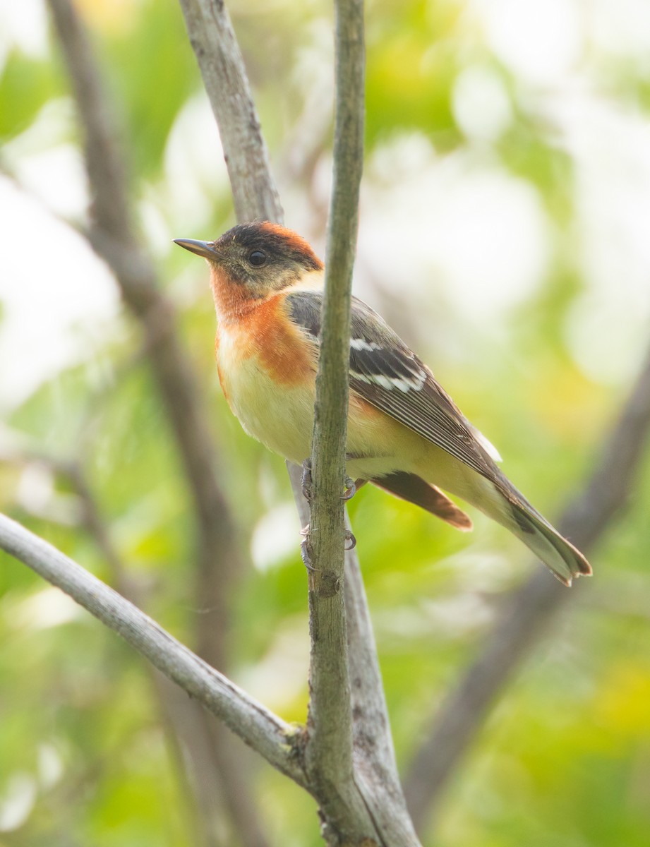 Bay-breasted Warbler - ML613893030