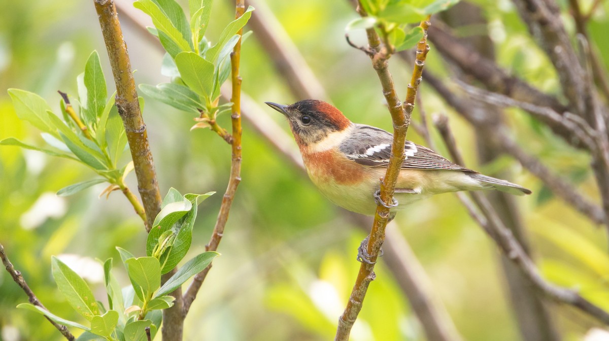Bay-breasted Warbler - ML613893031