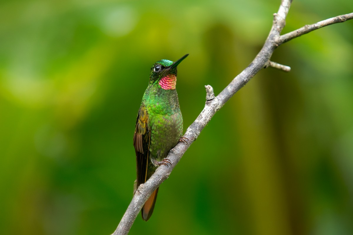 kolibřík brazilský - ML613893049