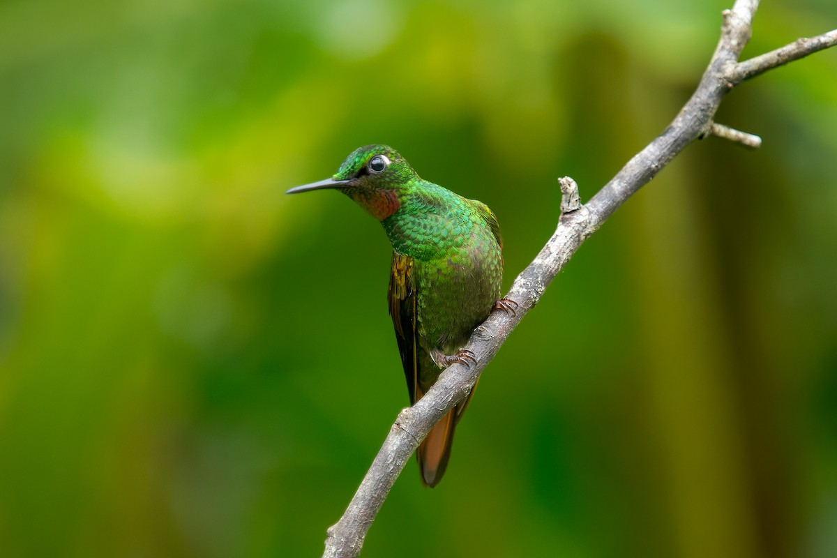 kolibřík brazilský - ML613893052