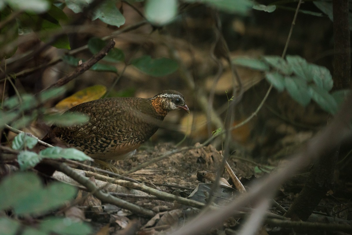 Scaly-breasted Partridge - ML613893360