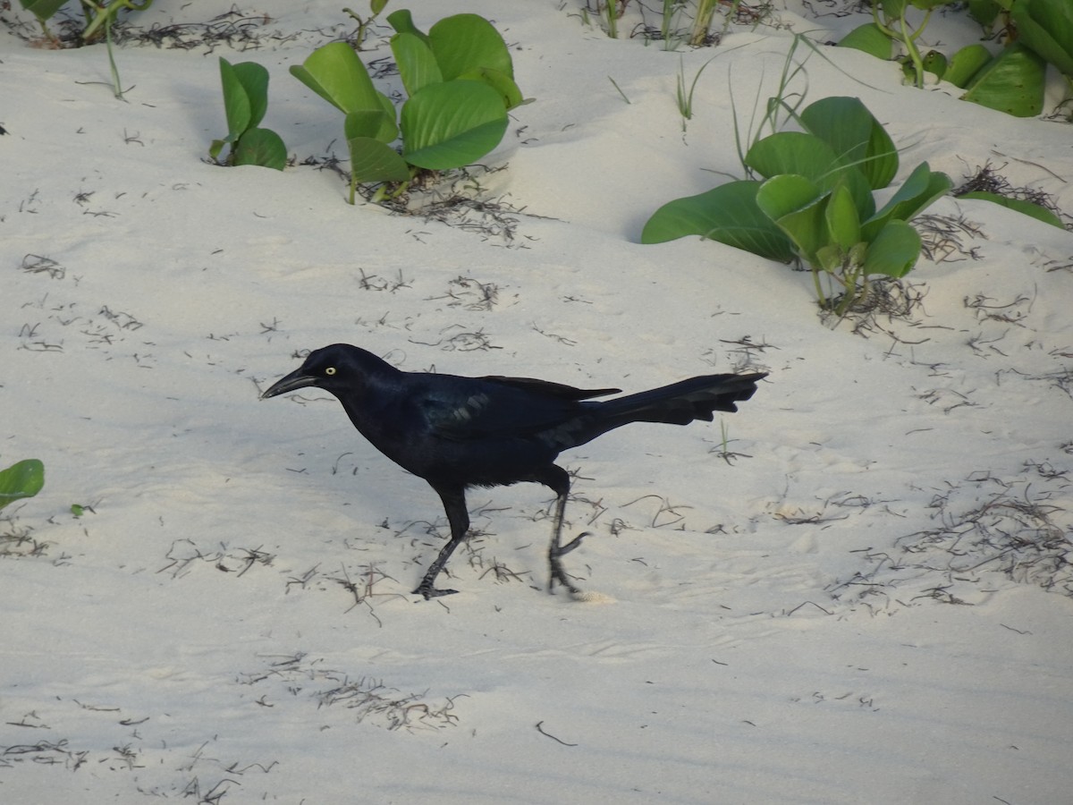 Great-tailed Grackle - Neil Simpson