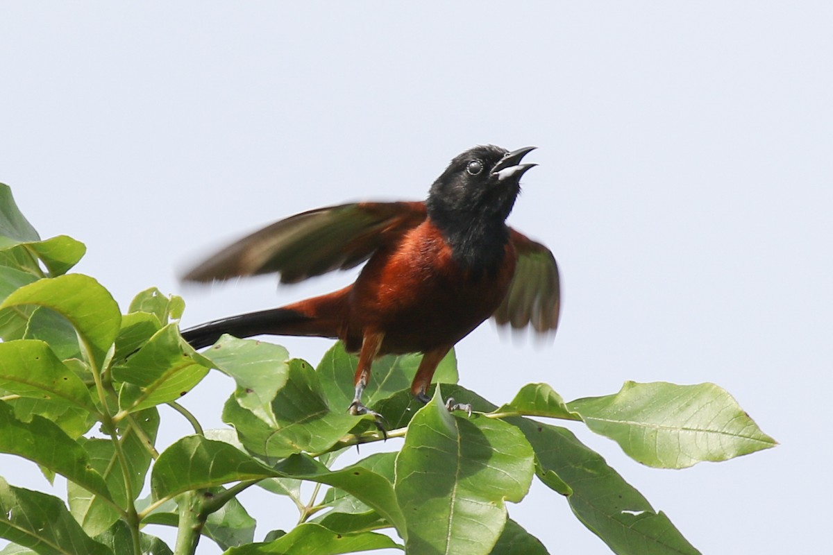 Orchard Oriole - ML61389341