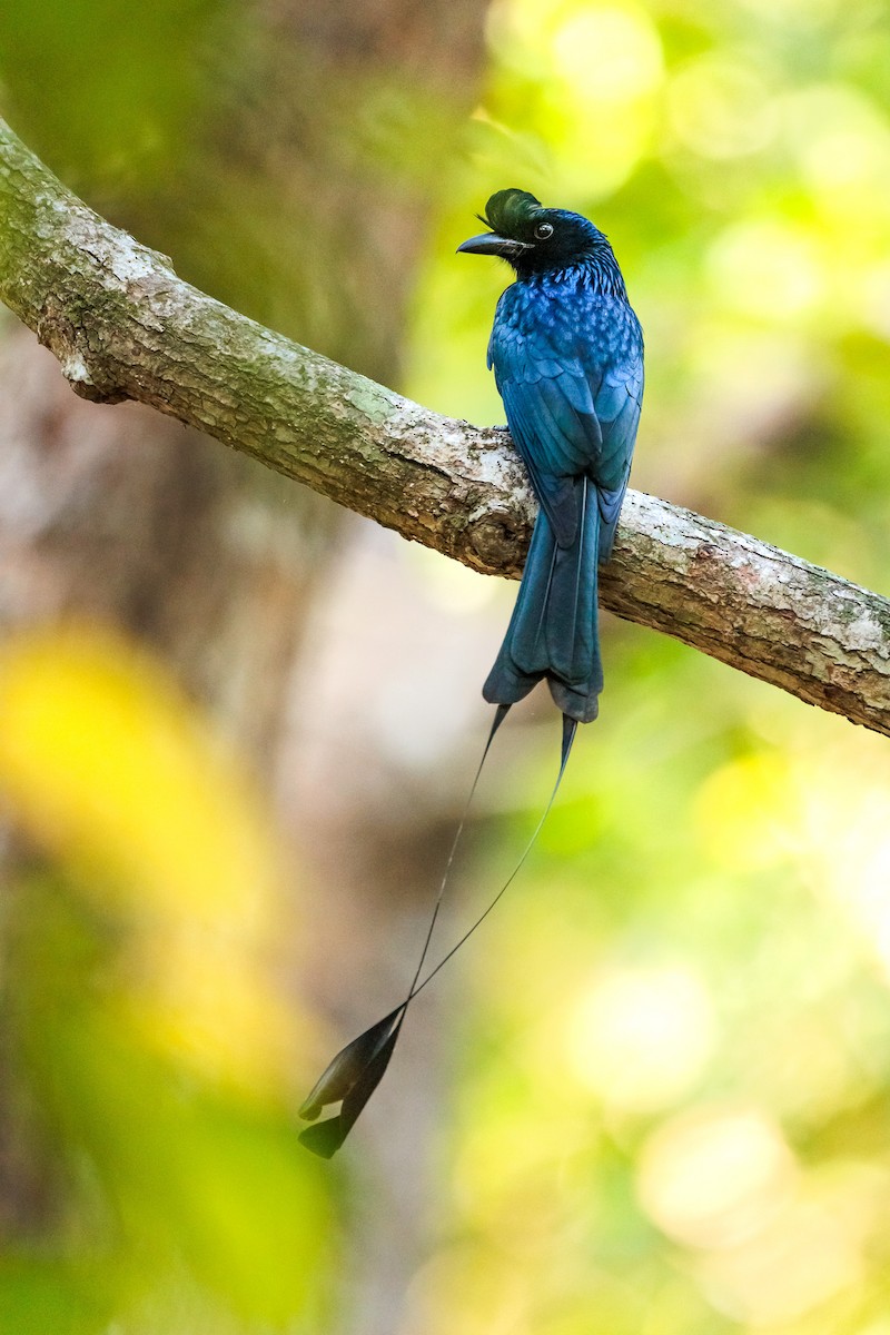 Greater Racket-tailed Drongo - ML613893446