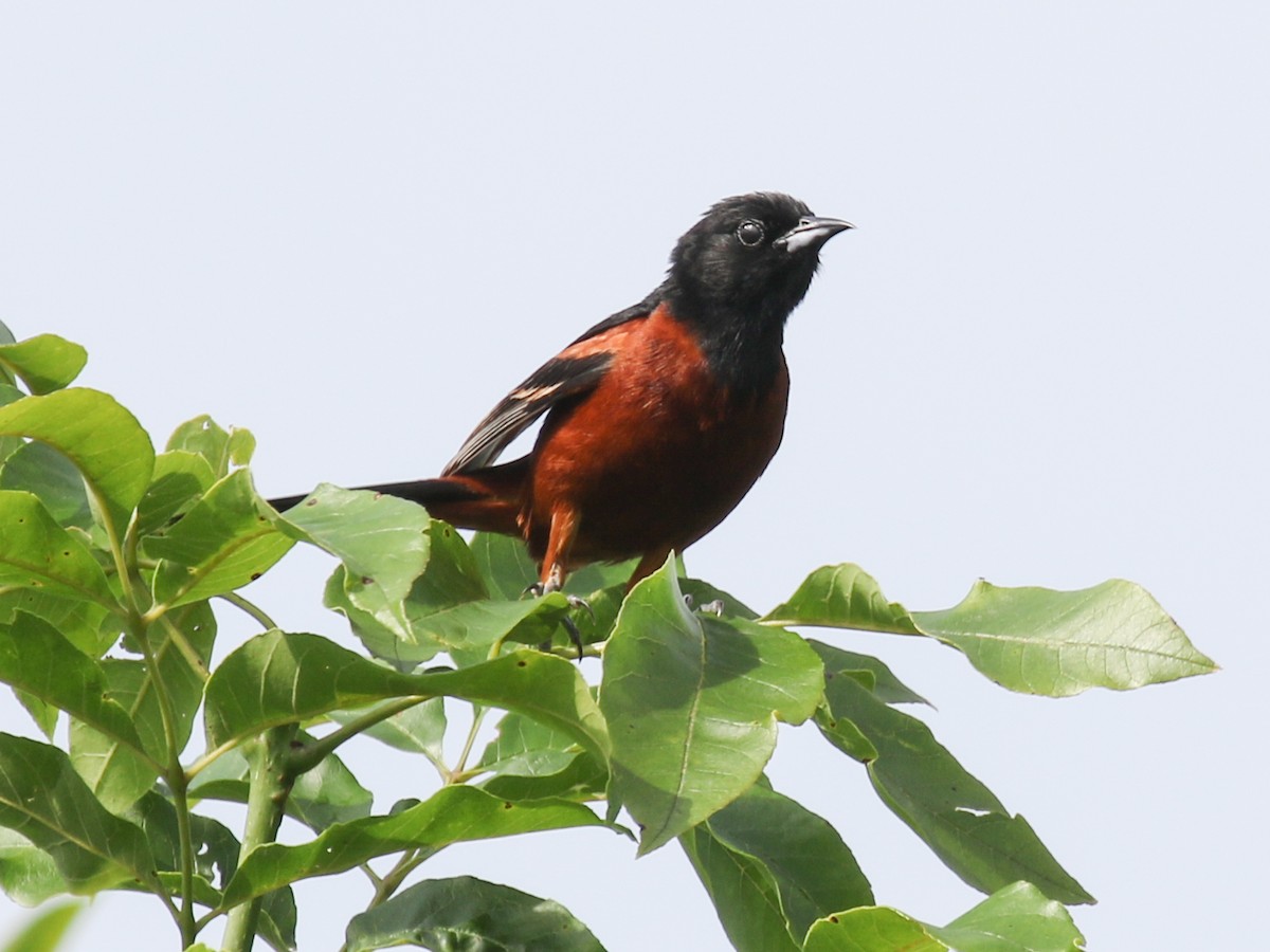 Orchard Oriole - ML61389361