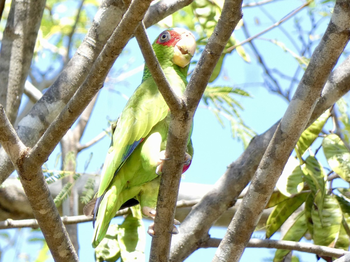White-fronted Parrot - ML613893638