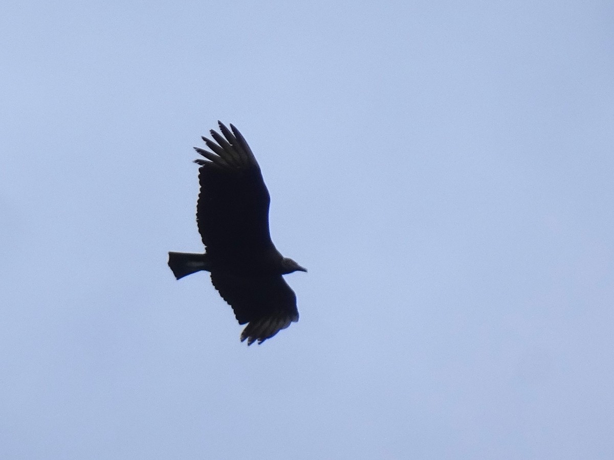 Black Vulture - ML613893649