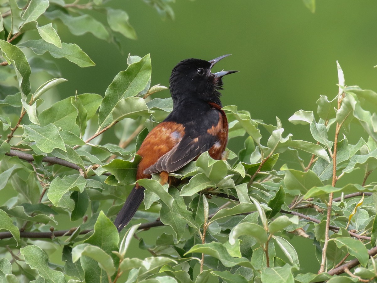 Orchard Oriole - ML61389381