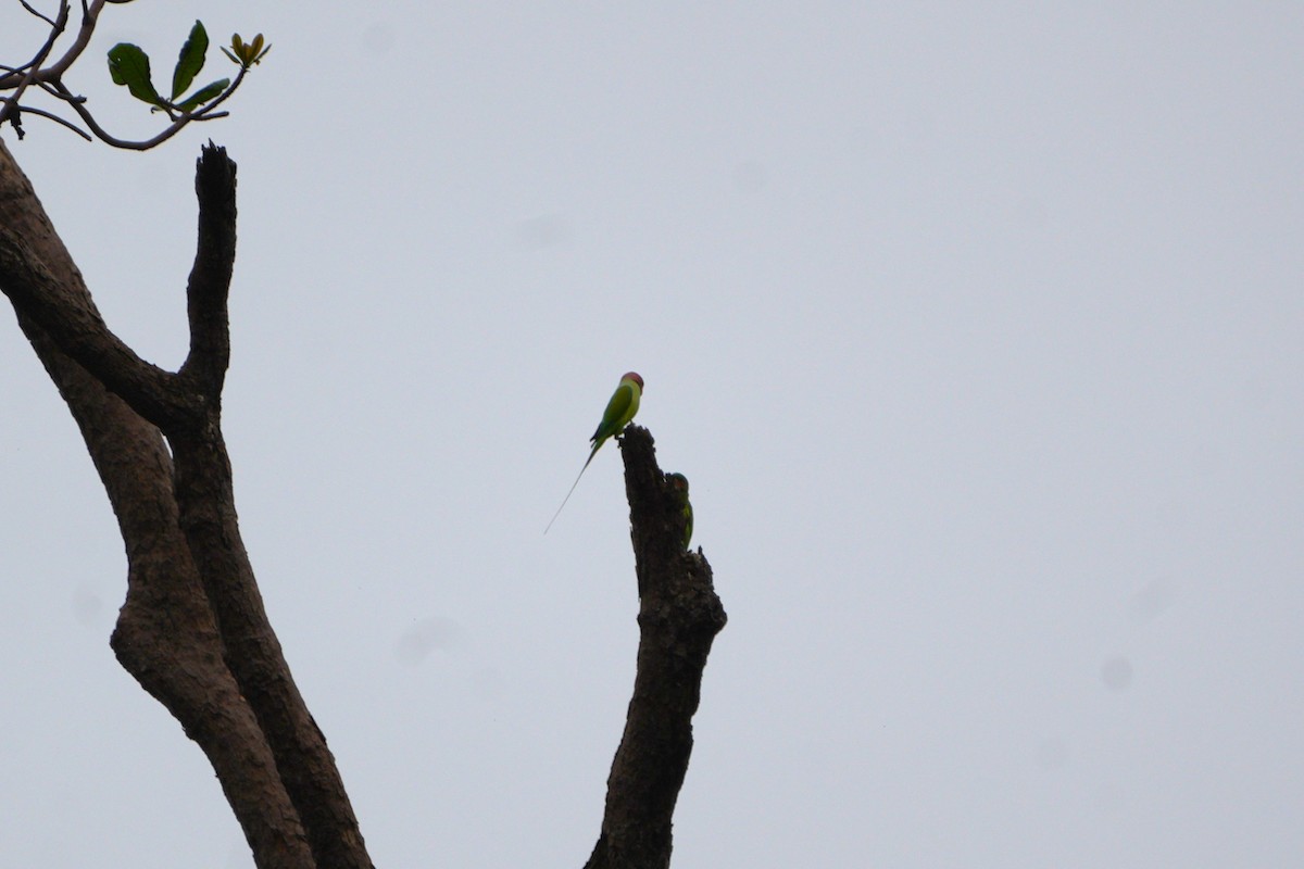Long-tailed Parakeet - ML613894148