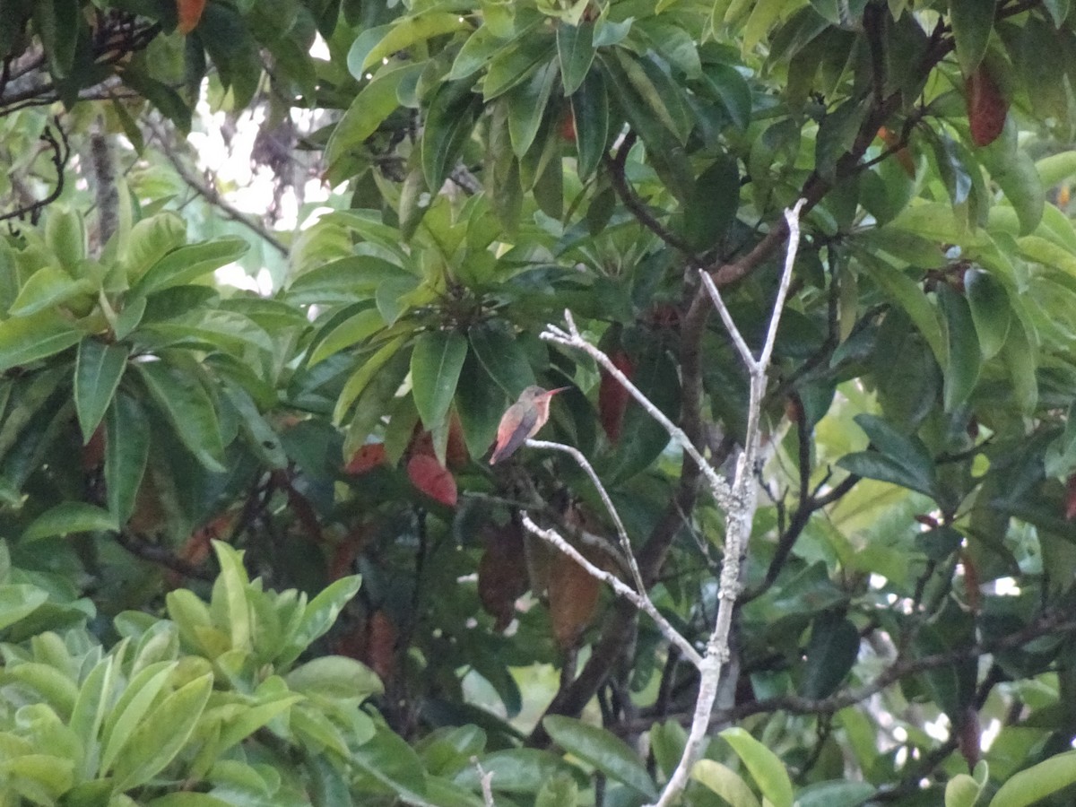 Cinnamon Hummingbird - ML613894189