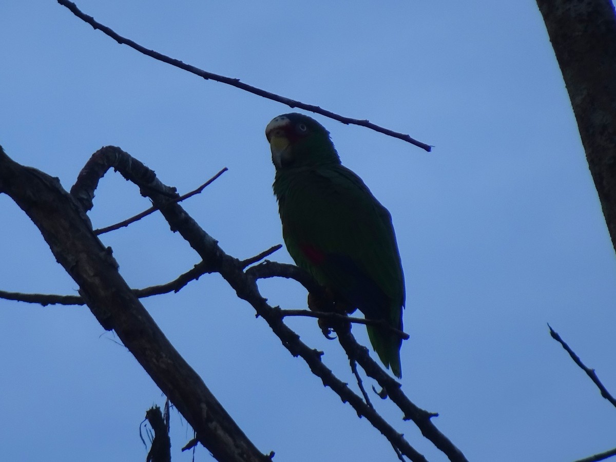 White-fronted Parrot - ML613894292
