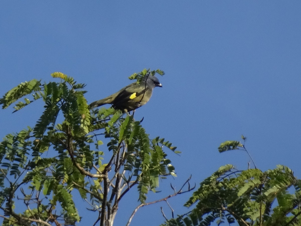 Yellow-winged Tanager - ML613894302