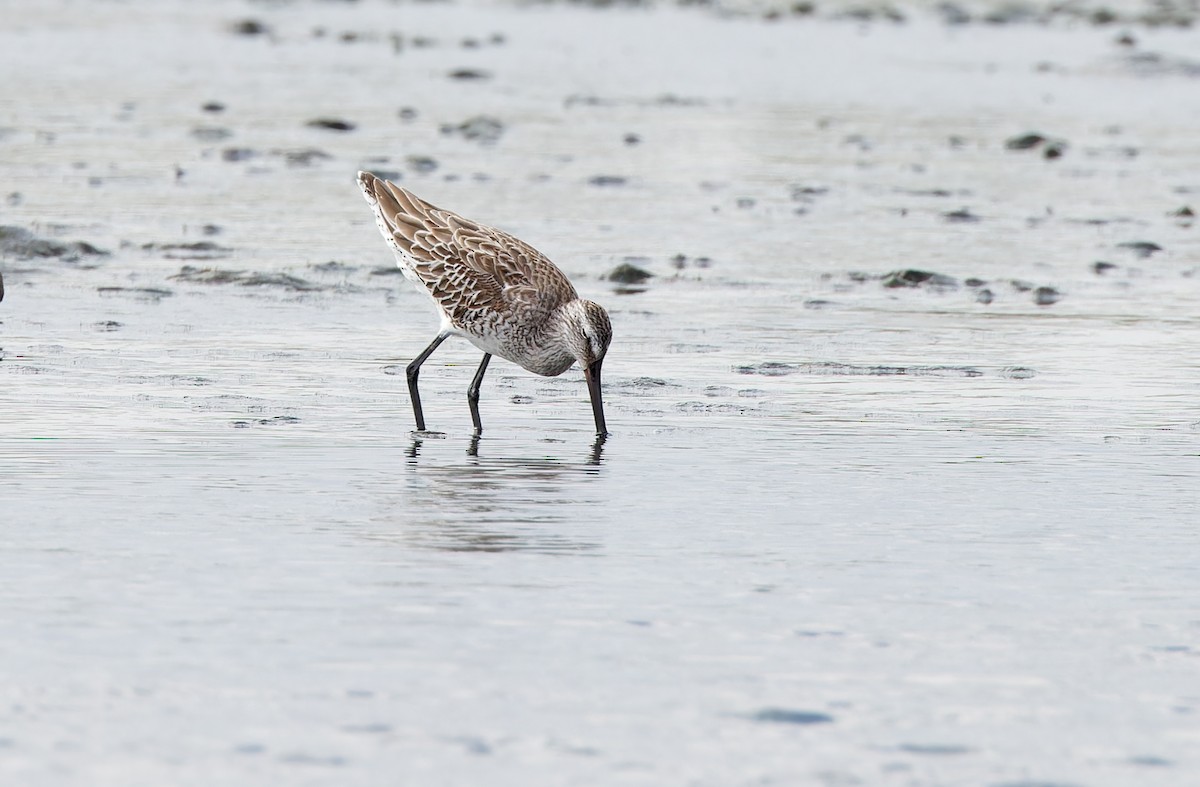 Asian Dowitcher - ML613894878