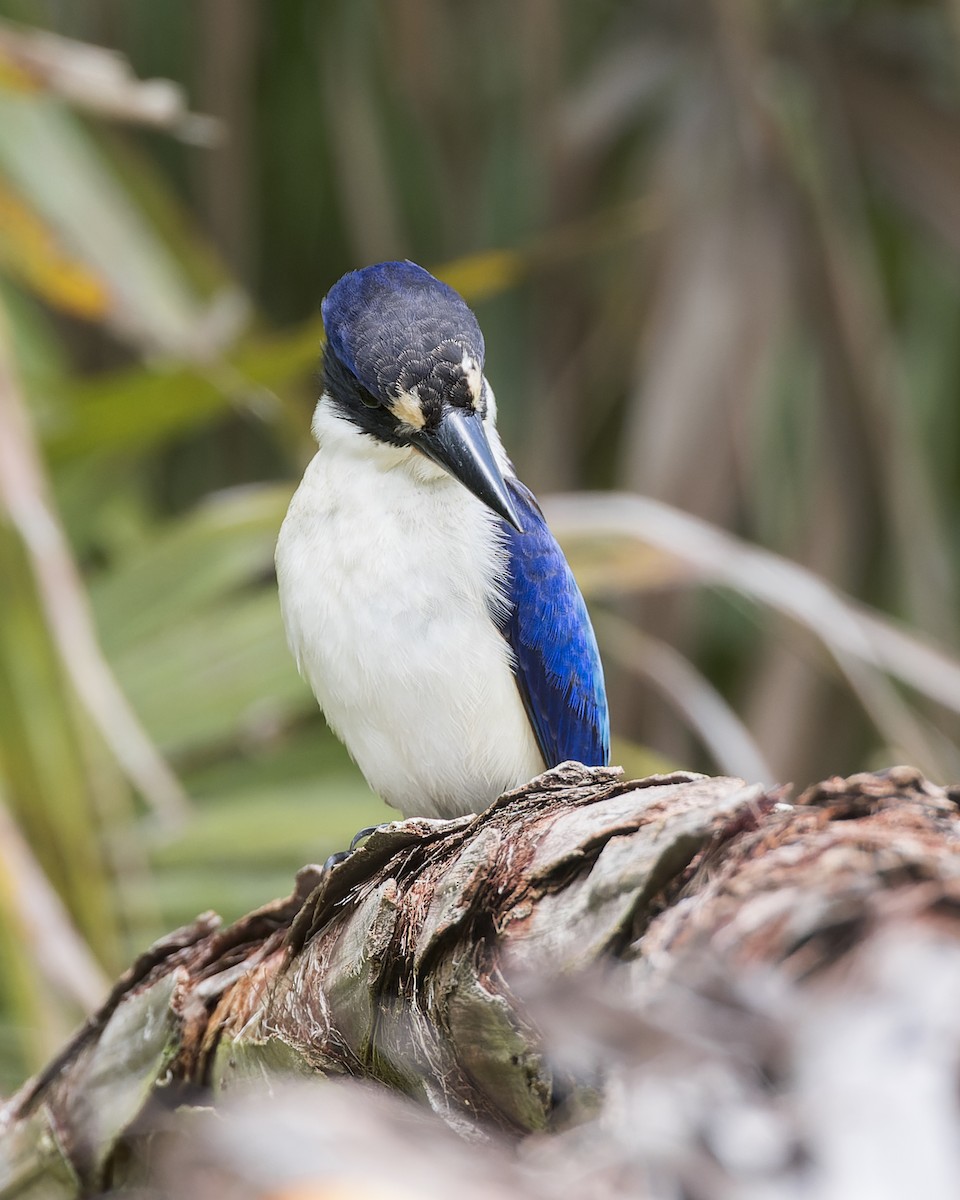 Forest Kingfisher - ML613894897