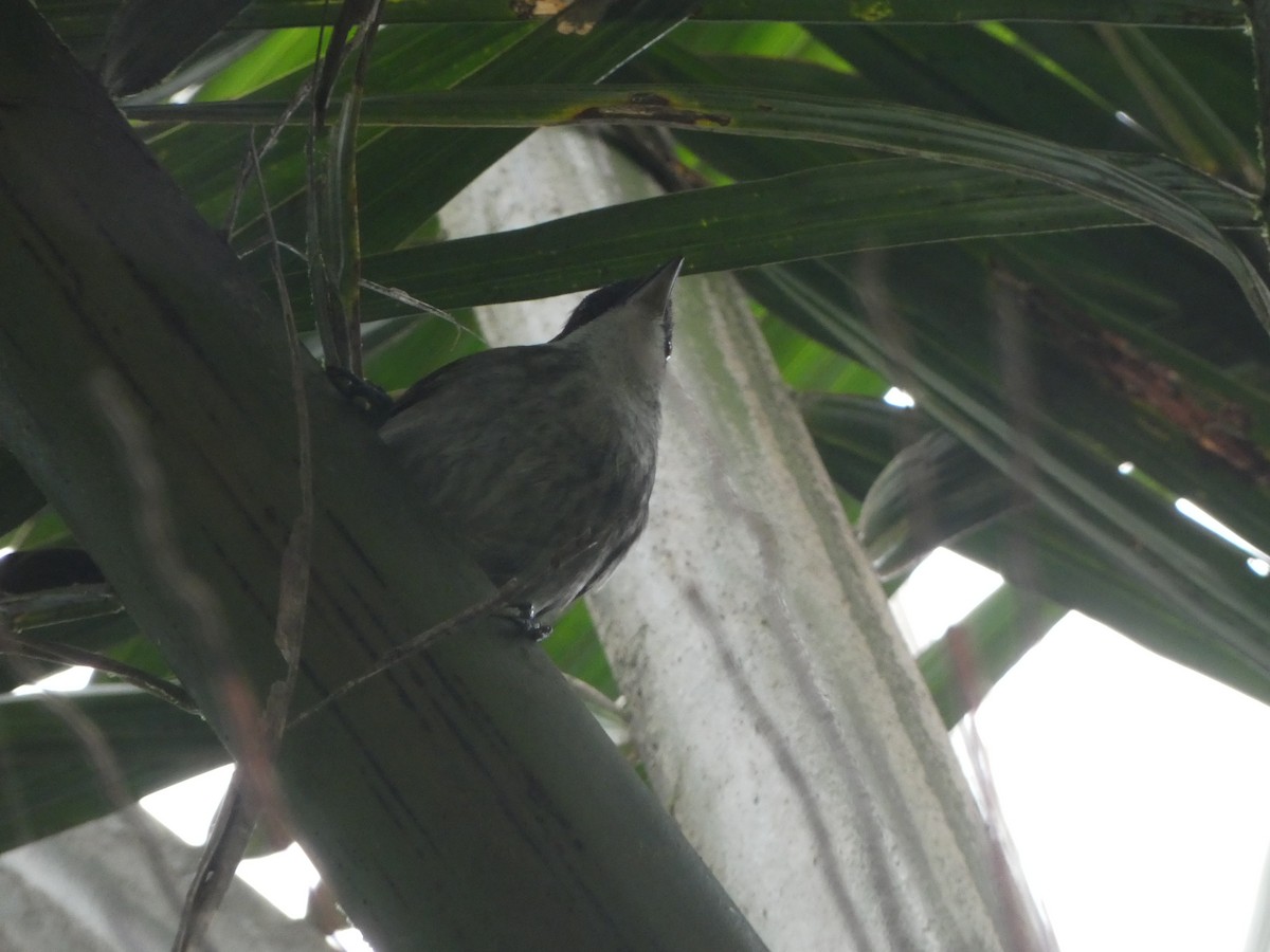 Puerto Rican Tanager - ML613894918