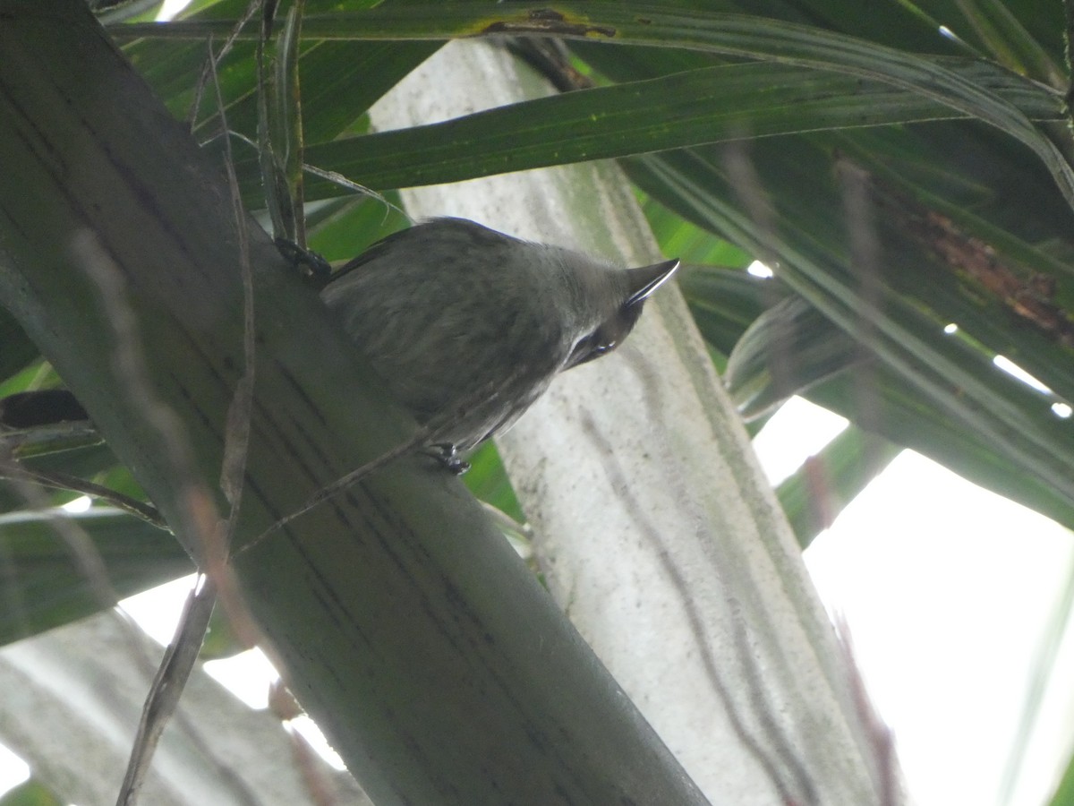 Puerto Rican Tanager - ML613894919