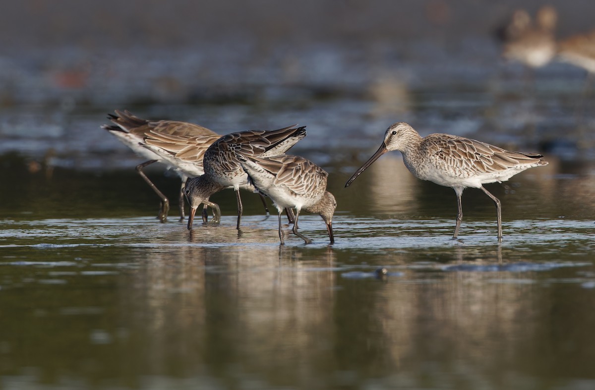 Asian Dowitcher - ML613894923