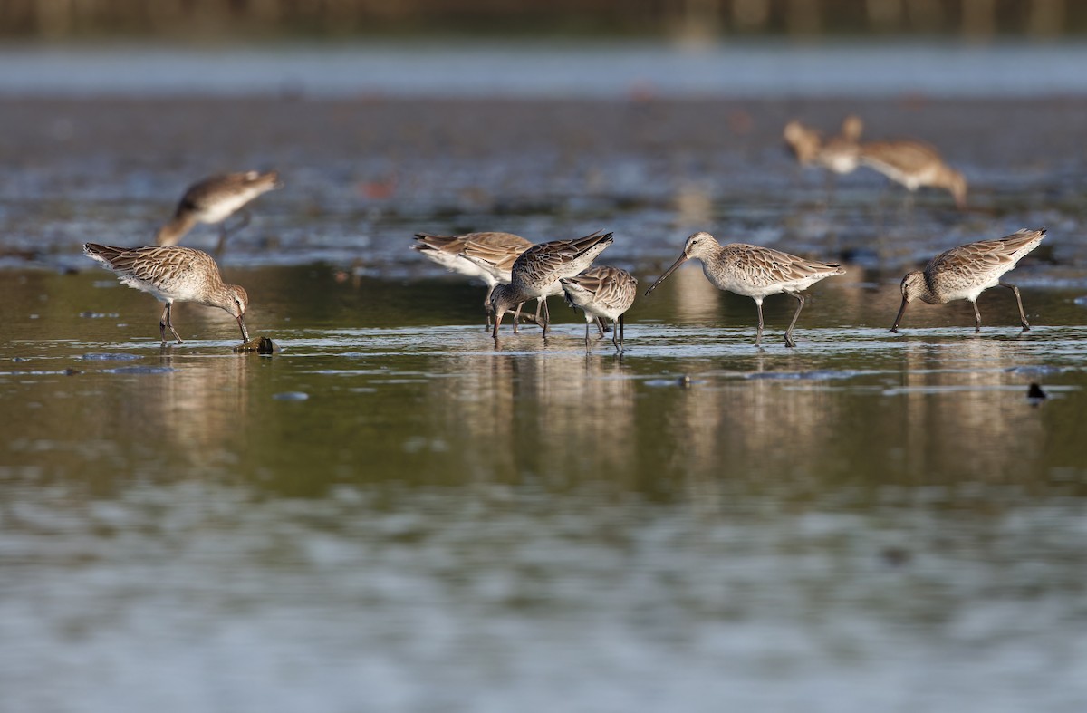 Asian Dowitcher - ML613894924
